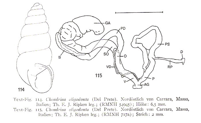 Chondrina oligodonta(Del Prete, 1879) Lista Rossa Europea